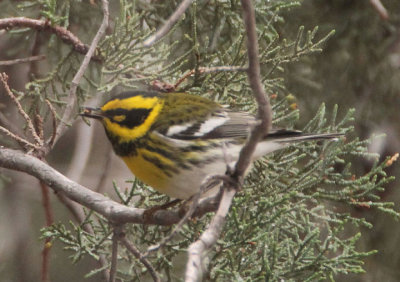 Townsend's Warbler.