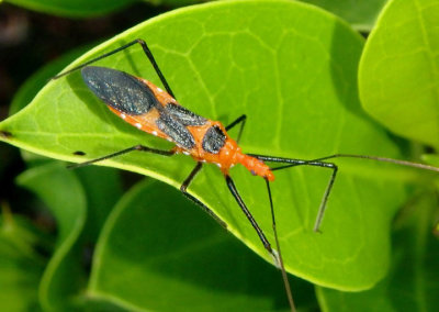 Zelus longipes; Milkweed Assassin Bug