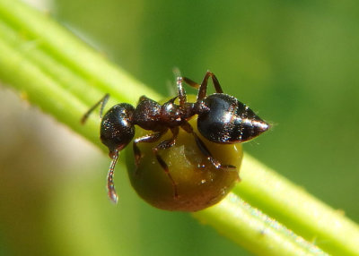 Crematogaster cerasi; Acrobat Ant species