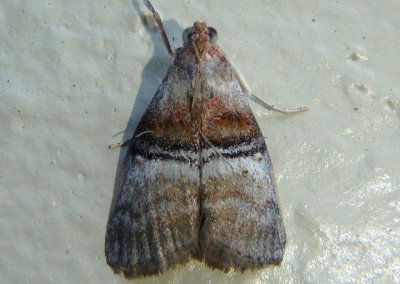 5604 - Pococera militella; Sycamore Webworm Moth