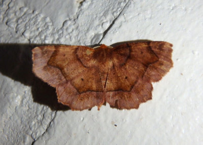 6821-6833 - Metarranthis Geometrid Moth species