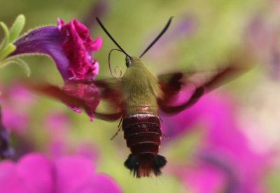 7853 - Hemaris thysbe; Hummingbird Clearwing