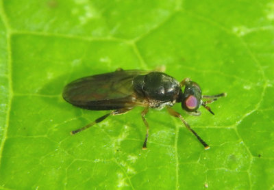 Allognosta Soldier Fly species