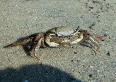 Brackish-water Fiddler Crab; female 
