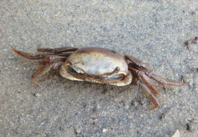 Brackish-water Fiddler Crab; female