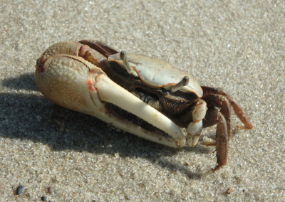Brackish-water Fiddler Crab; male 