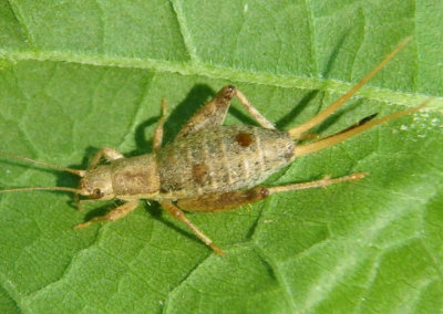 Cycloptilum Common Scaly Cricket species; female