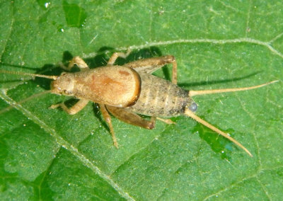 Cycloptilum Common Scaly Cricket species; male
