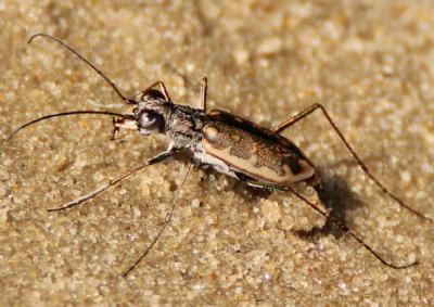 Ellipsoptera marginata; Margined Tiger Beetle