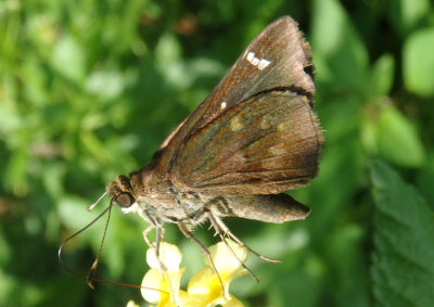 Lerema accius; Clouded Skipper; female