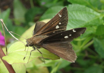 Lerema accius; Clouded Skipper; female