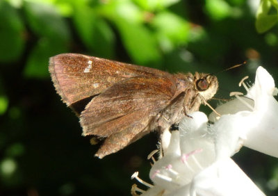 Lerema accius; Clouded Skipper; male