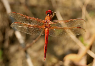 Libellula needhami; Needham's Skimmer; male