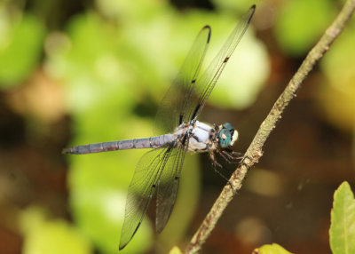 Libellula vibrans; Great Blue Skimmer; male