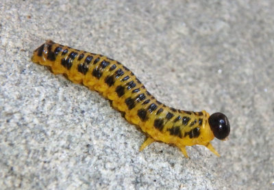 Macremphytus testaceus; Common Sawfly species larva