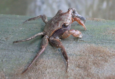 Marsh Crab 