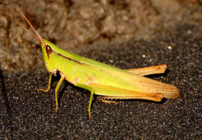 Metaleptea brevicornis; Clip-wing Grasshopper