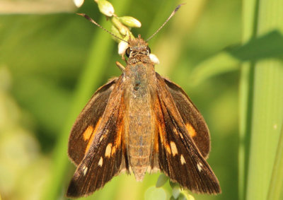 Poanes viator; Broad-winged Skipper; female