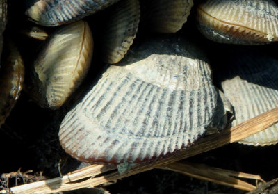 Ribbed Mussels