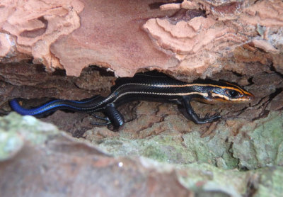 Southeastern/Common Five-lined Skink; juvenile