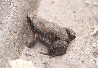 Eastern Narrow-mouthed Toad