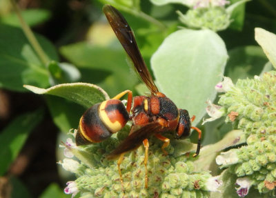 Euodynerus crypticus; Mason Wasp species