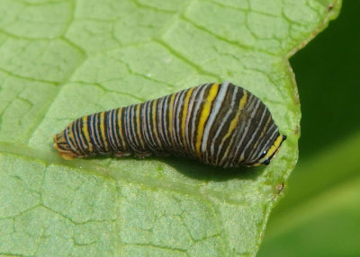 Eurytides marcellus; Zebra Swallowtail caterpillar