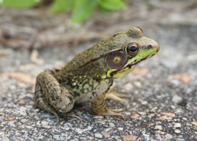 Green Frog; male