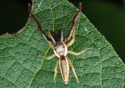 Hentzia palmarum; Jumping Spider species; male
