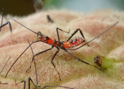 Leptoglossus fulvicornis; Leaf-footed Bug species nymph