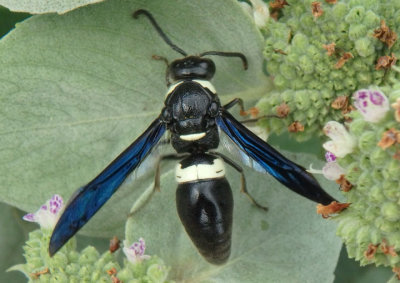 Monobia quadridens; Four-toothed Mason Wasp