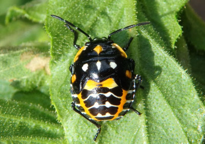 Murgantia histrionica; Harlequin Bug nymph