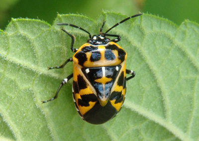 Murgantia histrionica; Harlequin Bug 
