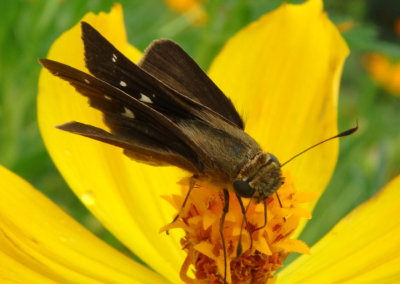 Panoquina ocola; Ocola Skipper 