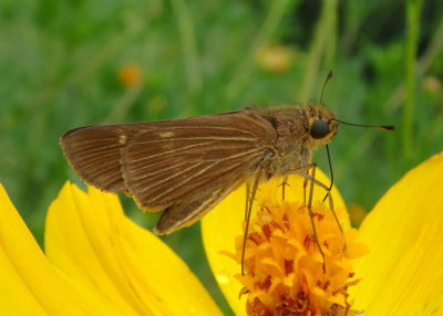 Panoquina ocola; Ocola Skipper