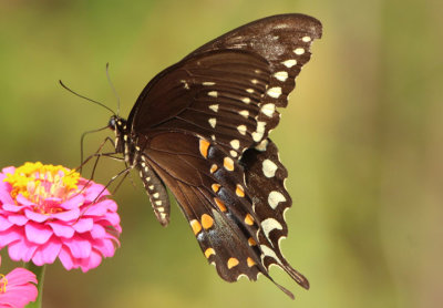 Papilio troilus; Spicebush Swallowtail; male 