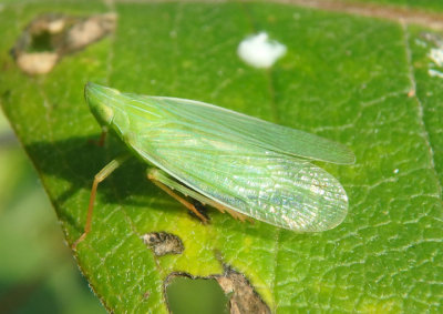 Rhynchomitra recurva; Dictyopharid Planthopper species
