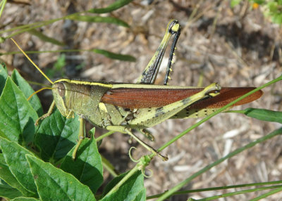 Schistocerca obscura; Obscure Bird Grasshopper