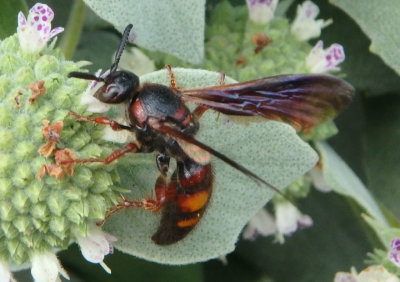 Scolia nobilitata; Scoliid Wasp species 