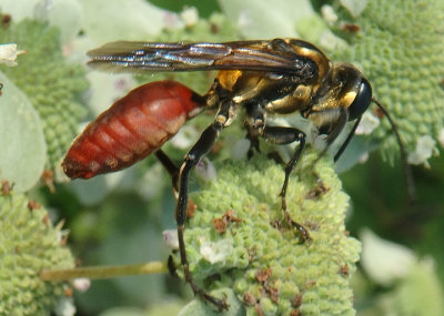 Thread-waisted Wasps