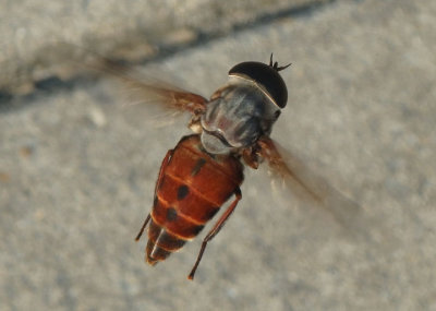 Tabanus limbatinevris; Horse Fly species; male