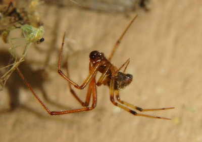 Parasteatoda Cobweb Spider species