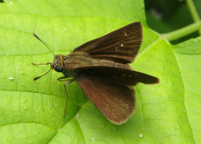 Euphyes vestris; Dun Skipper; female