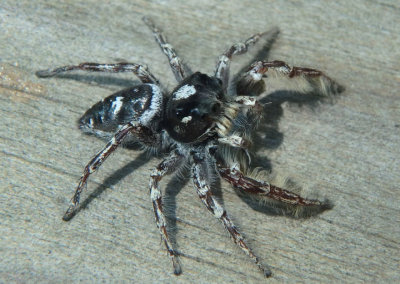 Phidippus putnami; Jumping Spider species