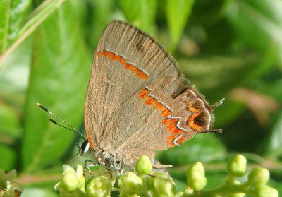 Calycopis cecrops; Red-banded Hairstreak