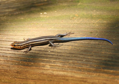 Southeastern/Common Five-lined Skink; juvenile