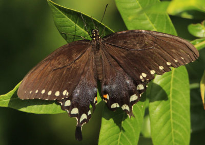 Papilio troilus; Spicebush Swallowtail; female