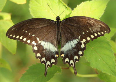 Papilio troilus; Spicebush Swallowtail; male
