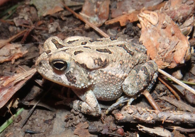 Fowler's Toad