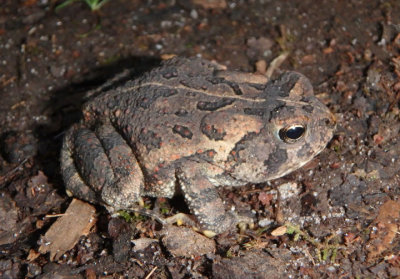 Fowler's Toad